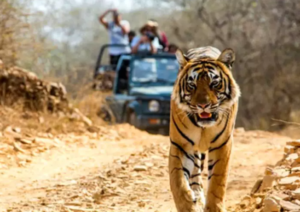 जिम कॉर्बेट में गुलदार और बाघ पर कैनाइन डिस्टेंपर वायरस का खतरा