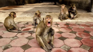 कोटद्वार में बंदरों का आतंक, फसल कर रहे बर्बाद