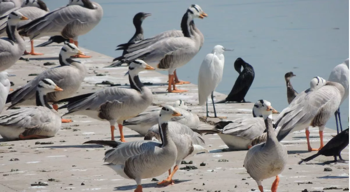 उत्तराखंड के पहले रामसर साइट आसन वेटलैंड में प्रवास करते रुडी शेलडक यानि सुर्खाब