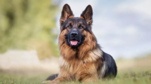 बिना लाइसेंस पाल रहे हैं कुत्ता तो भरना पड़ सकता है 20 हजार का जुर्माना, ये हैं नियम