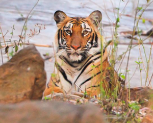 गुलदार नहीं बाघ उतार रहा मौत के घाट