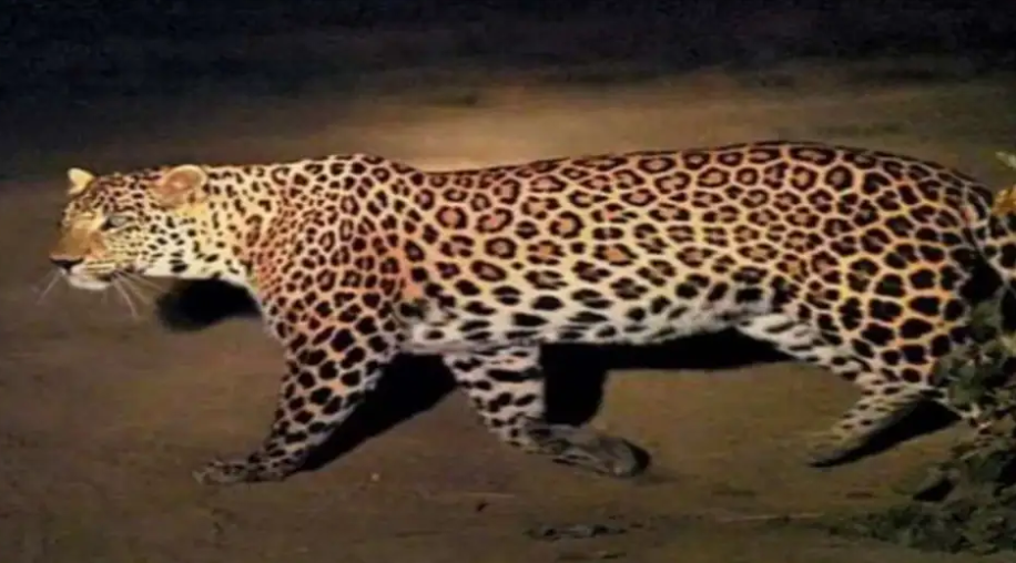 गुलदार-प्रतीकात्मक तस्वीर