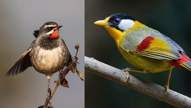 चीन व सिक्किम के पक्षी