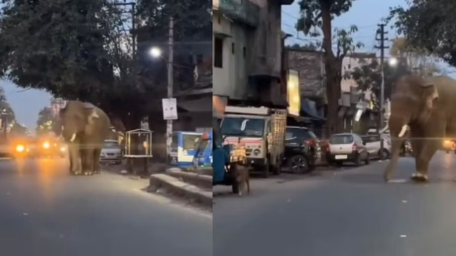 मेन रोड पर आया हाथी