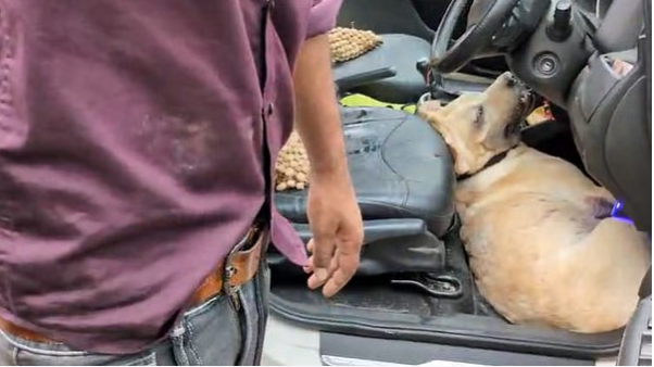 भगवान के दर्शन के लिए कुत्ते से क्रूरता, बंद कार में तड़पा कुत्ता, हालत देखकर हुई आंखें नम
