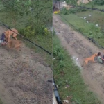 UP: आवारा कुत्तों का कहर: बच्ची पर किया खौफनाक हमला, राहगीरों ने बचाई जान