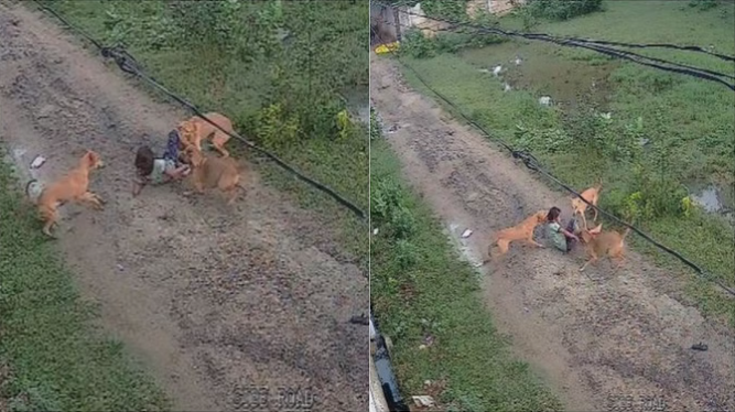UP: आवारा कुत्तों का कहर: बच्ची पर किया खौफनाक हमला, राहगीरों ने बचाई जान
