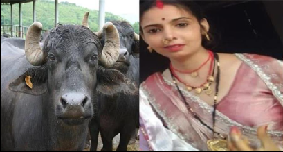 MP: भैंस न लाने पर प्रताड़ना, नवविवाहिता ने तेजाब पीकर दी जान, ससुराल वालों पर एफआईआर दर्ज