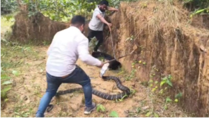 Chhattisgarh: इतना बड़ा सांप देखकर दंग रह गए ग्रामीण, पुलिस और वन विभाग की टीम ने किया बचाव