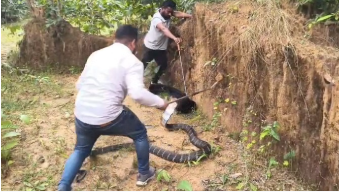 Chhattisgarh: इतना बड़ा सांप देखकर दंग रह गए ग्रामीण, पुलिस और वन विभाग की टीम ने किया बचाव