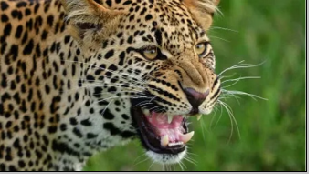 Uttarakhand: बगड़ीगाड में घास काट रही महिला पर गुलदार का हमला, मौ*त |