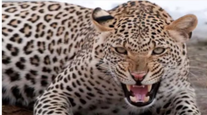 तेंदुए ने मचाई दहशत: धानाचूली में महिला की मौत, ग्रामीण भड़के