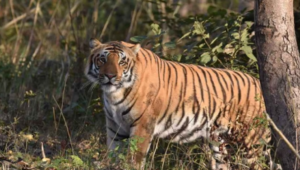 गूलर सिद्ध जंगल में बाघ ने युवक को खाया, सिर बरामद