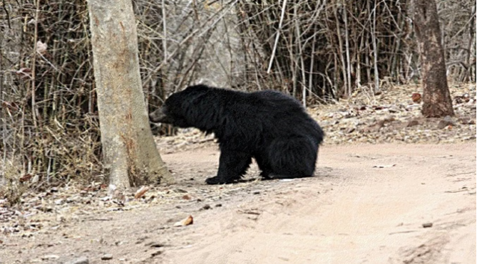खंडुली गांव में चारा लेने गई महिला पर भालू ने किया हमला, हालत गंभीर