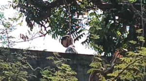 9वीं के छात्र ने फांसी लगाकर की आत्महत्या, आम के पेड़ से लटका मिला शव