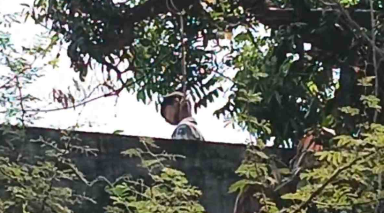 9वीं के छात्र ने फांसी लगाकर की आत्महत्या, आम के पेड़ से लटका मिला शव