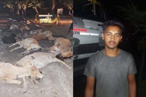 तेज रफ्तार बनी जानलेवा: 12 गौवंशों को रौंदा, पुलिस जांच शुरू
