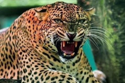 घर की चौखट से 4 साल की मासूम को उठा ले गया गुलदार, 2 किमी दूर मिला शव