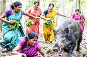 डोंगरगढ़ में जंगली सूअर का हमला : तेंदूपत्ता तोड़ने गई 5 महिलाएं घायल, एक की हालत गंभीर
