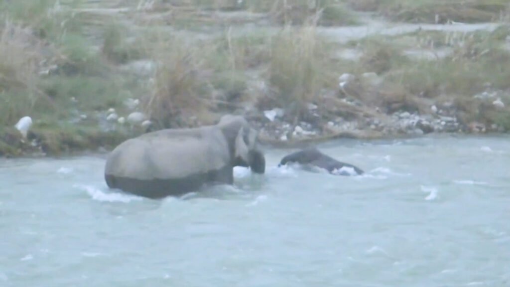Kosi River के तेज बहाव में बहने लगा नन्हा हाथी, मां ने सूंड से थामकर बचाई जान