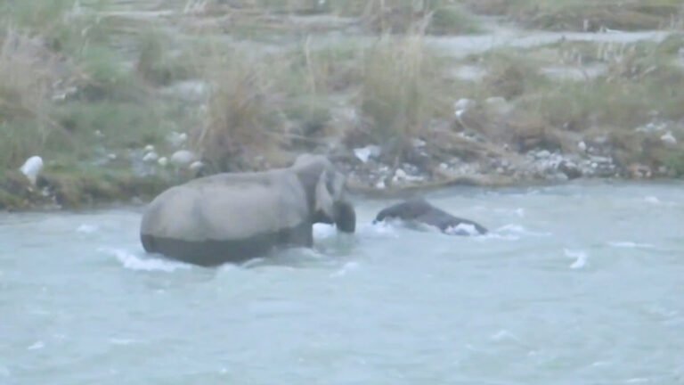 Kosi River के तेज बहाव में बहने लगा नन्हा हाथी, मां ने सूंड से थामकर बचाई जान