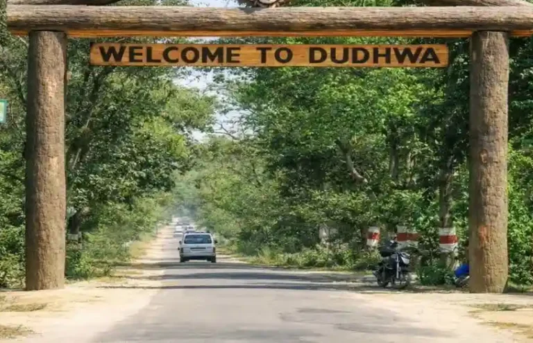 UP के जंगलों की दुनिया देखेगी पूरी दुनिया, दुधवा , पीलीभीत के बाघों पर डॉक्यूमेंट्री बनाएंगे सुबैया नल्लामुत्थू