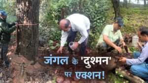 Uttrakhand के साल जंगलों में होपलो का कहर, 3.96 लाख बीटल नष्ट; हजारों पेड़ों पर खतरा