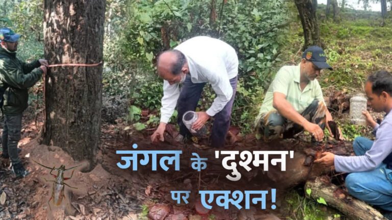 Uttrakhand के साल जंगलों में होपलो का कहर, 3.96 लाख बीटल नष्ट; हजारों पेड़ों पर खतरा