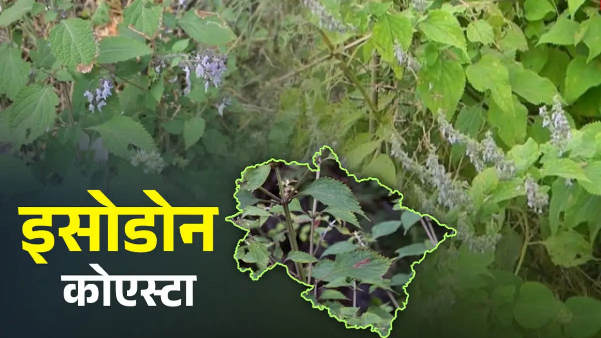 Uttrakhand के इस पहाड़ी पौधे में मिले एंटीऑक्सीडेंट गुण, पंतनगर के शोधकर्ताओं ने की 48 रासायनिक तत्वों की पहचान